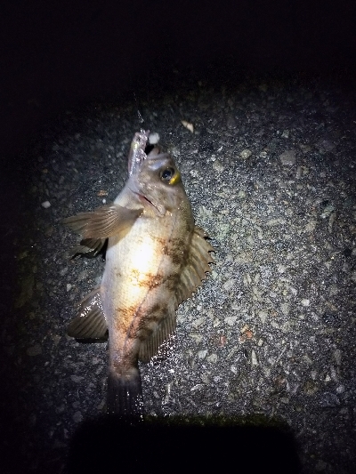 メバルプラッキング