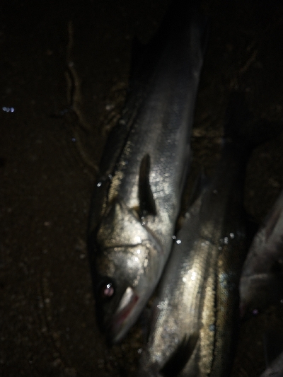 気温快適、水温低め、活性低め