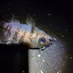 チニング不発からの癒やしのメバリング