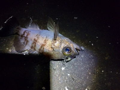 チニング不発からの癒やしのメバリング