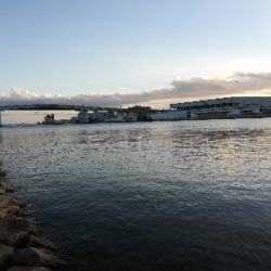 でかいタケノコ