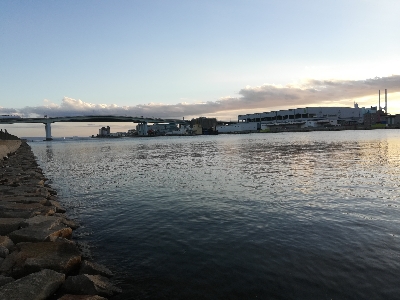 でかいタケノコ