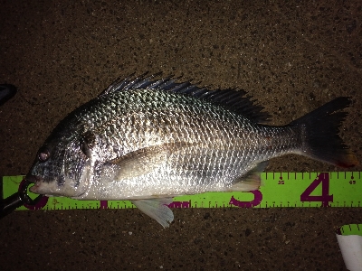 久しぶりのチニング