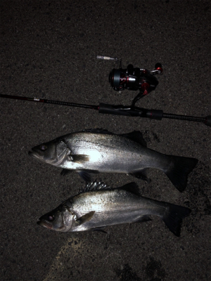 メバル…プラッキング…？