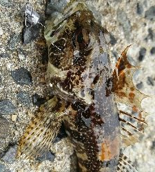 2019年3月2日釣行in深江漁港