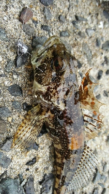 2019年3月2日釣行in深江漁港