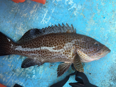 つりぴぃぽぉ釣果