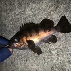 メバリングね。。。