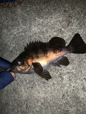 メバリングね。。。