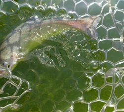 エリアトラウト