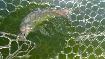 エリアトラウト