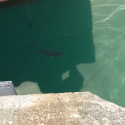 メバルを求めて③