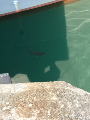 メバルを求めて③