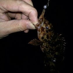 でかメバルはいずこ？