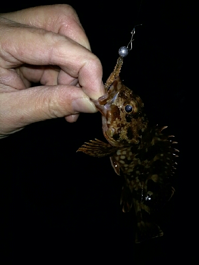 でかメバルはいずこ？