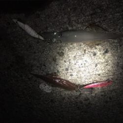 ササイカエギング