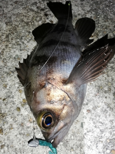 ボトムワインドでメバル爆釣