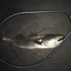 ドブ川ランカーシーバス!