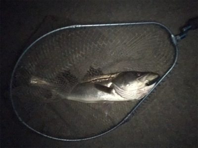 ドブ川ランカーシーバス!