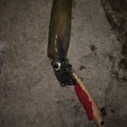 ヤリイカ釣り