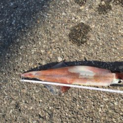 朝方のヤリイカ