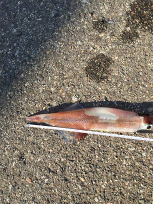 朝方のヤリイカ