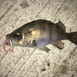 小雨メバリング