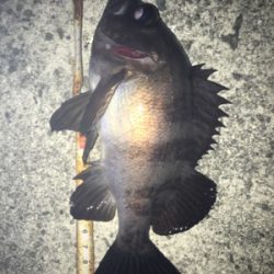 貝塚メバリング