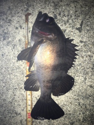 貝塚メバリング