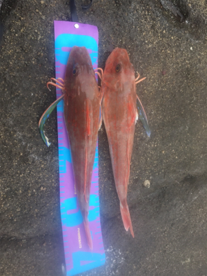 シーズンイン！！