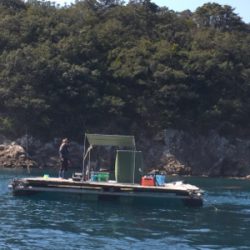 つりぴぃぽぉ釣果