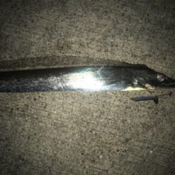 3月のドラゴン!