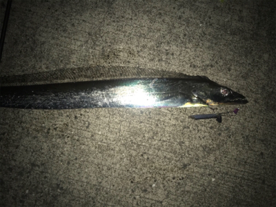 3月のドラゴン!