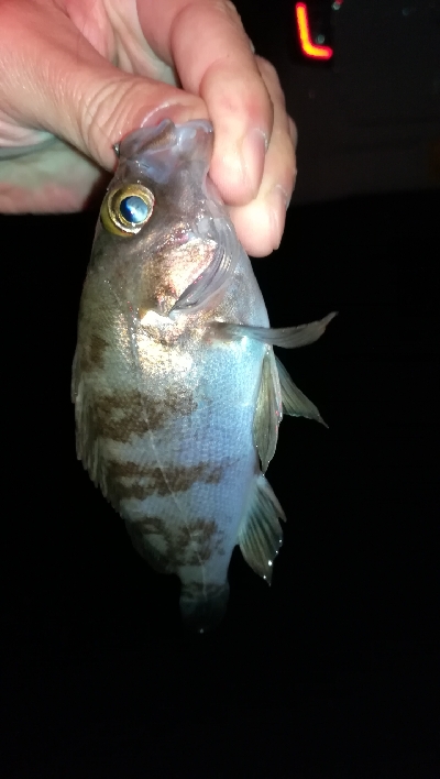 ナイトメバリング