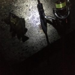 深夜ライトゲーム