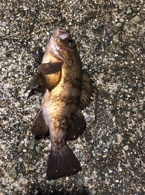 つりぴぃぽぉ釣果