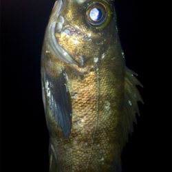 メバリンガー1900〜1940