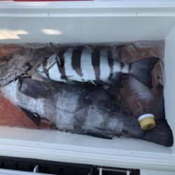 イシダイかかり釣り