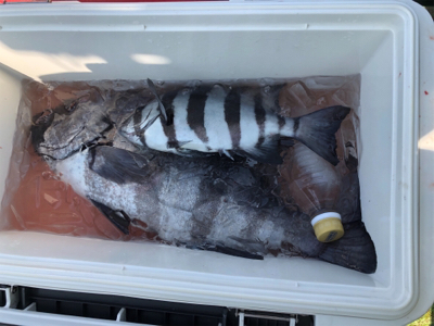 イシダイかかり釣り