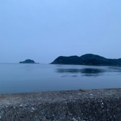 ヤリイカ釣果！