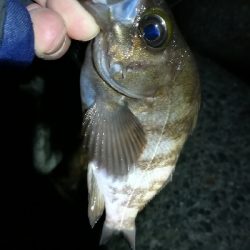 ナイトメバリング