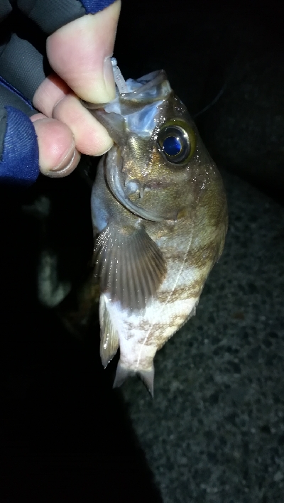 ナイトメバリング