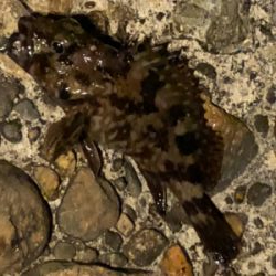 潮が動いてなかったけど何とか。