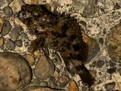 潮が動いてなかったけど何とか。