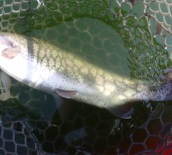 エリアトラウト