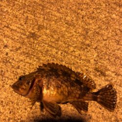 朝まずめのロックフィッシュ