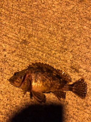 朝まずめのロックフィッシュ