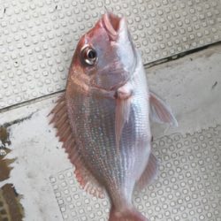 鯛サビキ  明石〜淡路島周辺