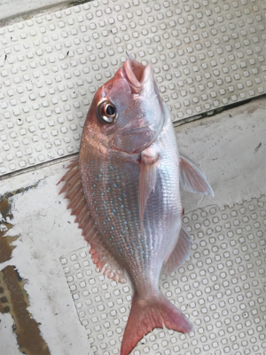 鯛サビキ  明石〜淡路島周辺