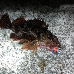 ロックフィッシュ